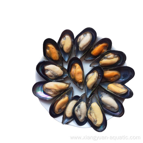 Frozen Blue Mussel Meat in Shellfish Scientific Name